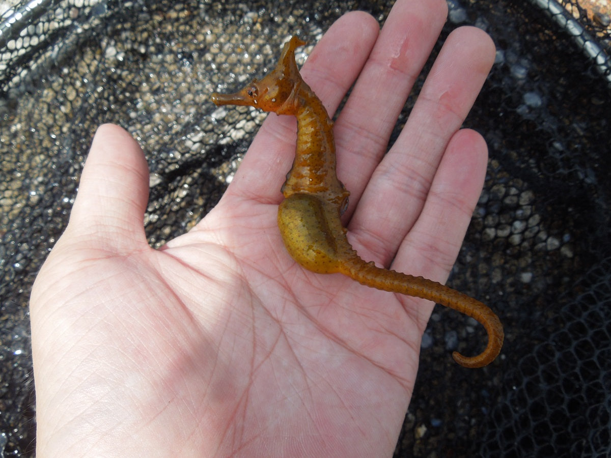 タツノオトシゴはオスが出産する！？専門の養殖場が鹿児島にあった
