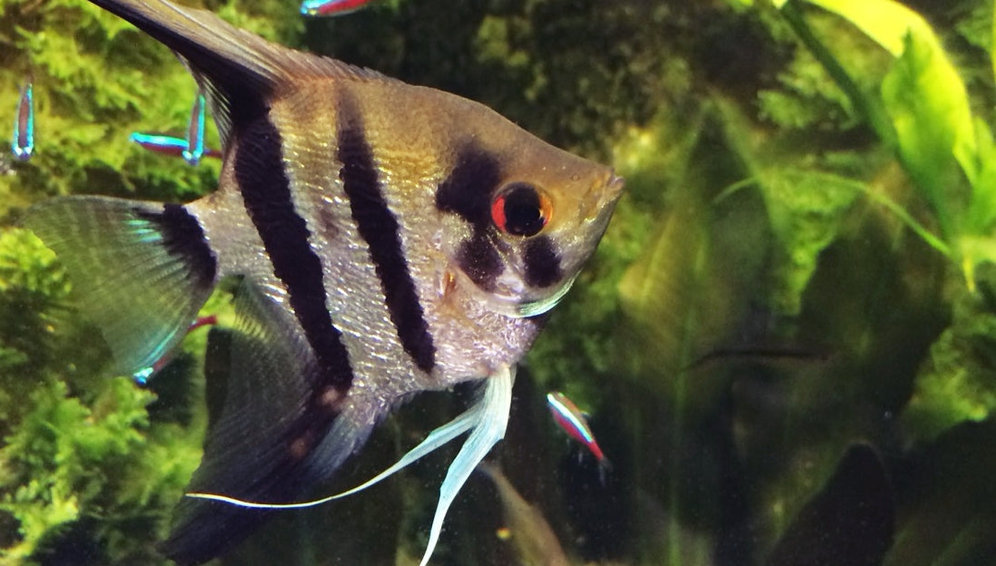 ニッソーのアクアグッズ19選！水槽のラインナップが多彩！ – Fish Paradise