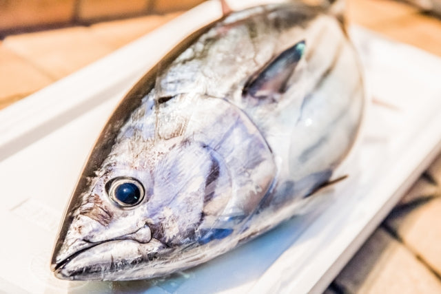 カツオの旬や美味しい食べ方は？釣り味も楽しめる大型魚！