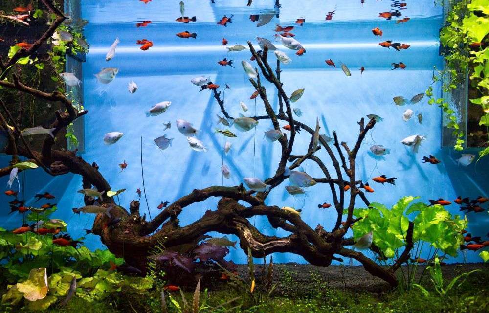 初心者は要注意！？実は飼育が難しい熱帯魚TOP10！難しい理由も知っておこう