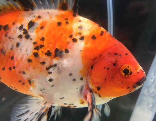 隼人錦は和金型のジャンボな金魚！通販でも手に入る？