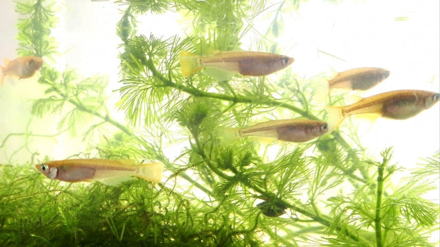 ヒメダカから始めるアクアリウム！飼育方法や餌の種類、繁殖法など